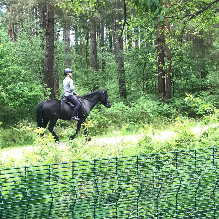 רינגווד Forest View At Oakdene Forest Park - Leisure Passes Included! מראה חיצוני תמונה